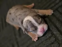 Abigail , a female American Bully for sale in Emporia, VA – Photo 1 of 3