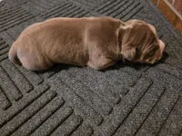 Ricardo , a male American Bully for sale in Emporia, VA – Photo 3 of 3