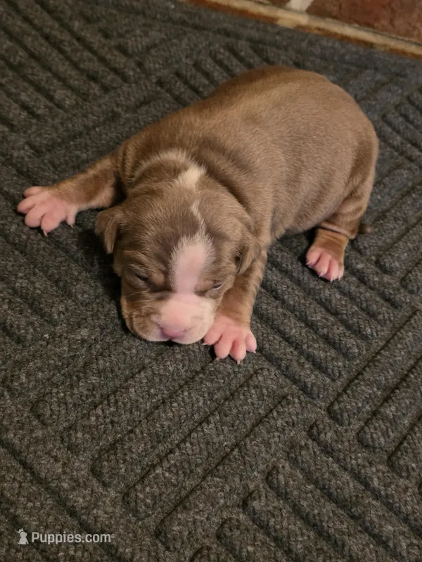 Ricardo  – American Bully puppy for sale in Emporia, VA