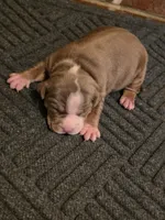 Ricardo , a male American Bully for sale in Emporia, VA – Photo 1 of 3