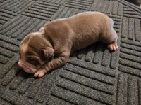 Ricardo , a male American Bully for sale in Emporia, VA – Photo 2 of 3