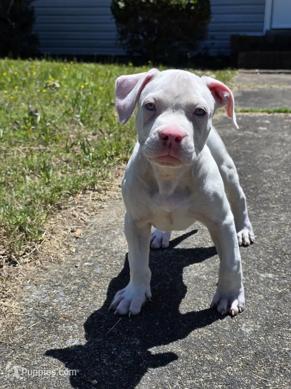 Diego  – American Bully puppy for sale in Emporia, VA