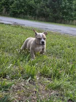 Angel , a female American Bully for sale in Emporia, VA – 3 of 3
