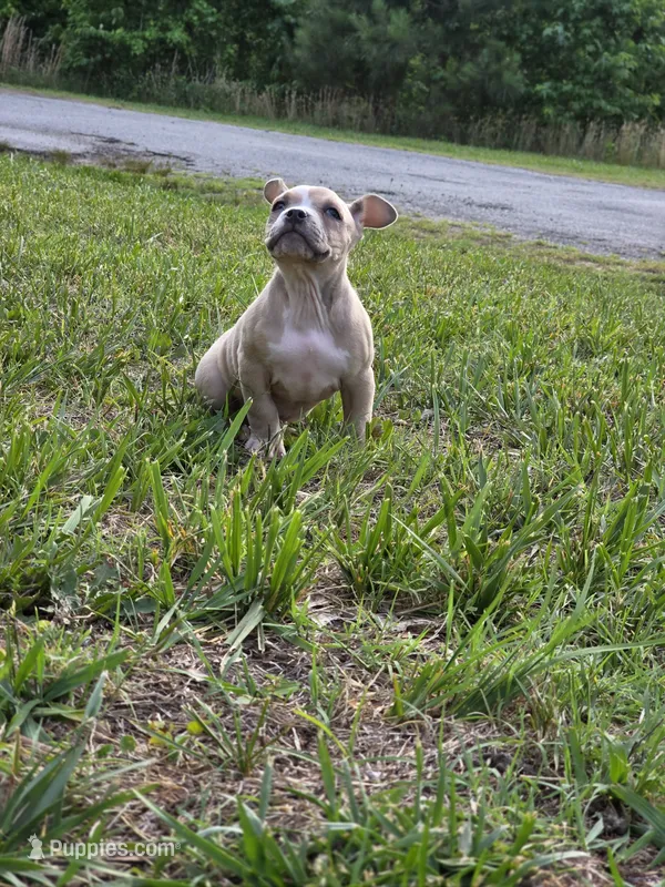 Angel  – American Bully puppy for sale in Emporia, VA