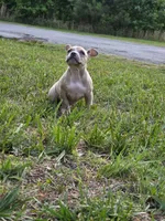 Angel , a female American Bully for sale in Emporia, VA – 1 of 3