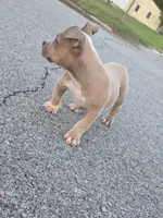 Ssvb Angela, a female American Bully for sale in Emporia, VA – 2 of 6