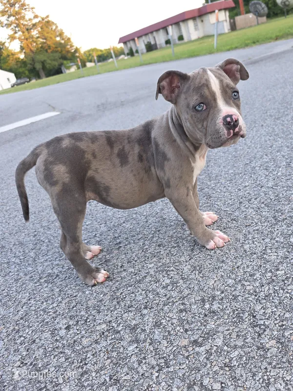 Ssvb Skylar  – American Bully puppy for sale in Emporia, VA