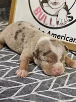Atlantis, a female American Bully for sale in Emporia, VA – Photo 4 of 7
