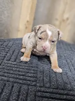 Atlantis, a female American Bully for sale in Emporia, VA – Photo 3 of 7
