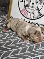 Atlantis, a female American Bully for sale in Emporia, VA – Photo 6 of 7