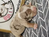 Atlantis, a female American Bully for sale in Emporia, VA – Photo 7 of 7