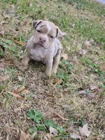 Atlantis, a female American Bully for sale in Emporia, VA – Photo 1 of 7