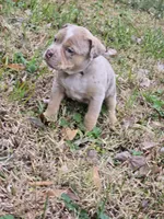 Atlantis, a female American Bully for sale in Emporia, VA – Photo 2 of 7