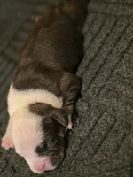Levitra , a female American Bully for sale in Emporia, VA – Photo 3 of 3