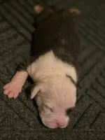 Levitra , a female American Bully for sale in Emporia, VA – Photo 2 of 3