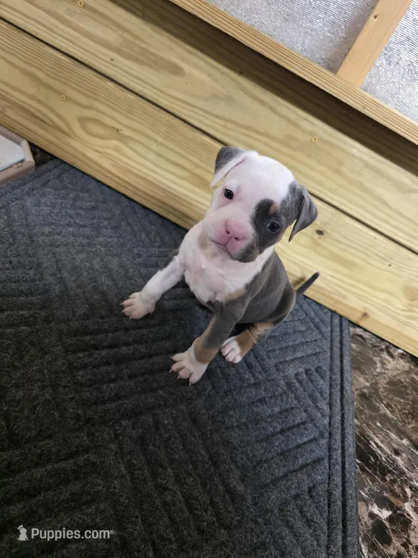 Levitra  – American Bully puppy for sale in Emporia, VA