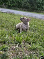 Angel , a female American Bully for sale in Emporia, VA – 2 of 3