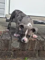 Skylar , a female American Bully for sale in Emporia, VA – 2 of 3