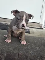 Skylar , a female American Bully for sale in Emporia, VA – 3 of 3