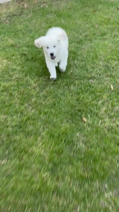 Oreo, a male English Cream Golden Retriever for sale in Fremont, CA – 2 of 2