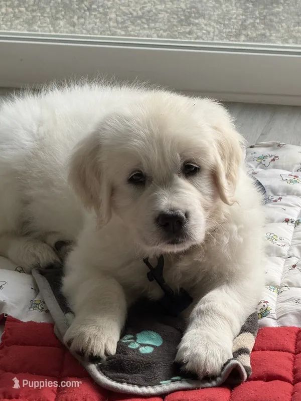 Oreo – English Cream Golden Retriever puppy for sale in Fremont, CA