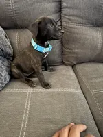 Bast, a female American Pit Bull Terrier and Kai Ken for sale in Aurora, CO – 2 of 2