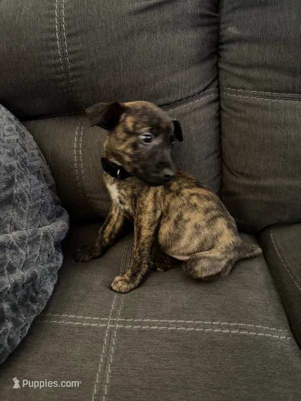 Jr – American Pit Bull Terrier, Kai Ken puppy for sale in Aurora, CO