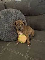 Ruben , a male American Pit Bull Terrier and Kai Ken for sale in Aurora, CO – 2 of 2