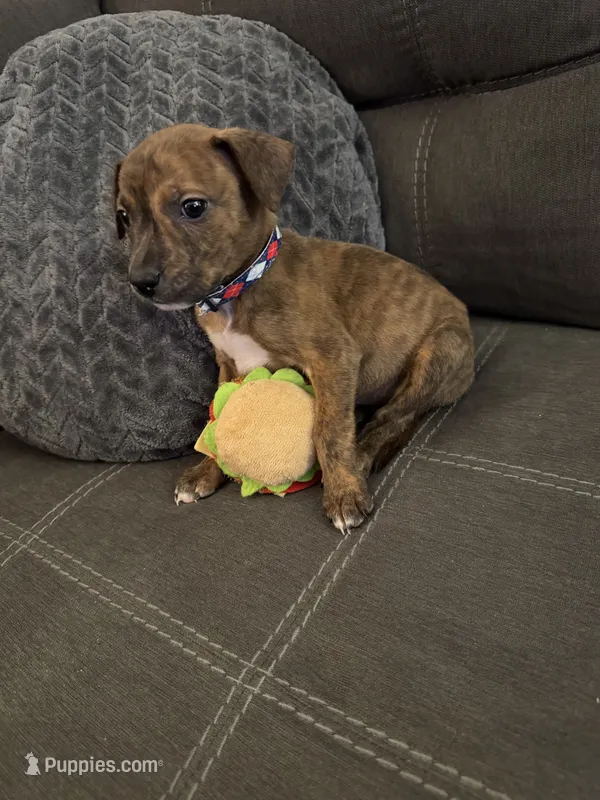 Ruben  – American Pit Bull Terrier, Kai Ken puppy for sale in Aurora, CO