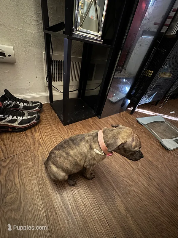 Raja – American Pit Bull Terrier, Kai Ken puppy for sale in Aurora, CO