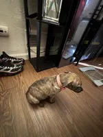 Raja, a female American Pit Bull Terrier and Kai Ken for sale in Aurora, CO – 1 of 1