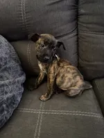 Jr, a male American Pit Bull Terrier and Kai Ken for sale in Aurora, CO – 2 of 2