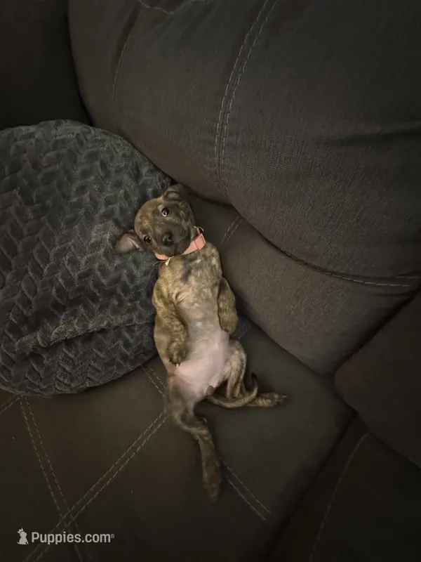 Roro – American Pit Bull Terrier, Kai Ken puppy for sale in Aurora, CO