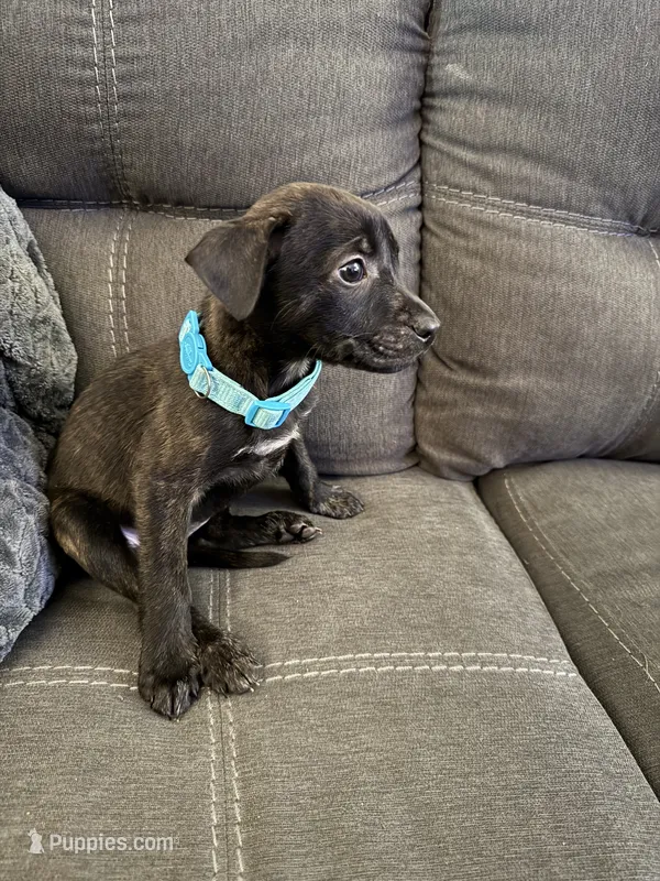 Bast – American Pit Bull Terrier, Kai Ken puppy for sale in Aurora, CO
