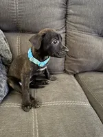 Bast, a female American Pit Bull Terrier and Kai Ken for sale in Aurora, CO – 1 of 2