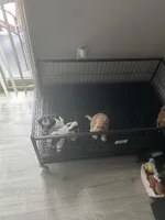 Oreo, a male Shih Tzu and Poodle - Toy  for sale in Dallas, TX – Photo 2 of 2