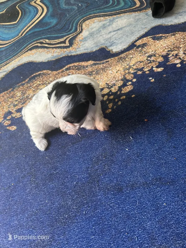 Oreo – Shih Tzu, Poodle - Toy  puppy for sale in Dallas, TX