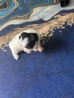 Oreo, a male Shih Tzu and Poodle - Toy  for sale in Dallas, TX – Photo 1 of 2