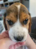 Boy Beagle #4, a female Beagle for sale in Danville, KY – Photo 1 of 2