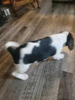 Boy Beagle #4, a female Beagle for sale in Danville, KY – Photo 2 of 2