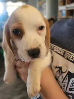 Boy Beagle, a male Beagle for sale in Danville, KY – Photo 2 of 3