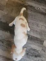 Boy Beagle, a male Beagle for sale in Danville, KY – Photo 3 of 3