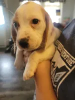 Boy Beagle, a male Beagle for sale in Danville, KY – Photo 1 of 3
