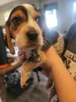 Boy Beagle #2, a female Beagle for sale in Danville, KY – Photo 1 of 2