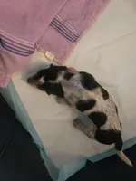 Boy Beagle #2, a female Beagle for sale in Danville, KY – Photo 2 of 2