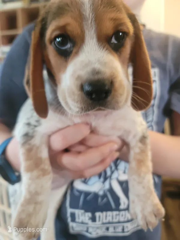 Girl Beagle – Beagle puppy for sale in Danville, KY