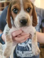 Girl Beagle, a female Beagle for sale in Danville, KY – Photo 1 of 2