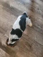 Girl Beagle, a female Beagle for sale in Danville, KY – Photo 2 of 2