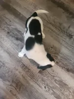 Boy Beagle #3, a female Beagle for sale in Danville, KY – Photo 2 of 2