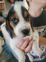 Boy Beagle #3, a female Beagle for sale in Danville, KY – Photo 1 of 2